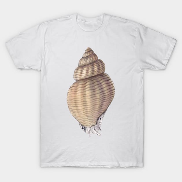 Waved Whelk T-Shirt by JadaFitch